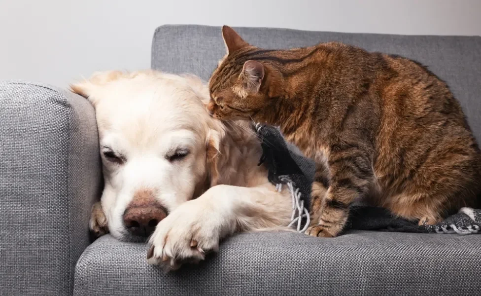 depressão e ansiedade em cães e gatos: cachorro e gato no sofá