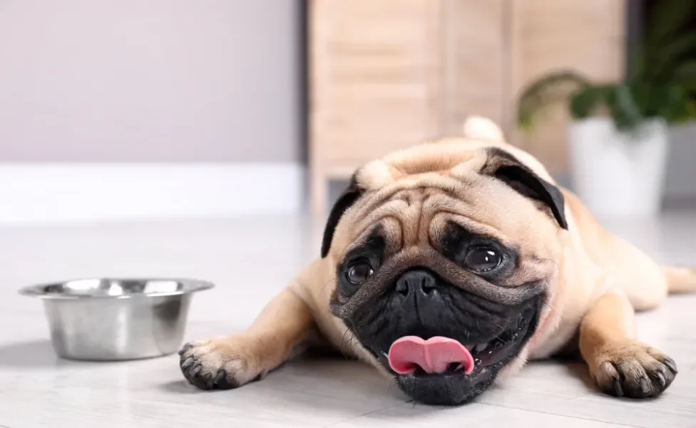 dermatite em pug: cachorro pug deitado no chão com língua de fora