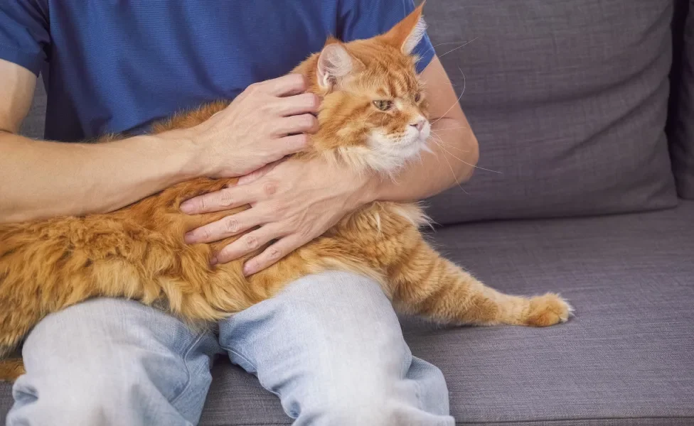 Gato Maine Coon laranja no colo de tutor