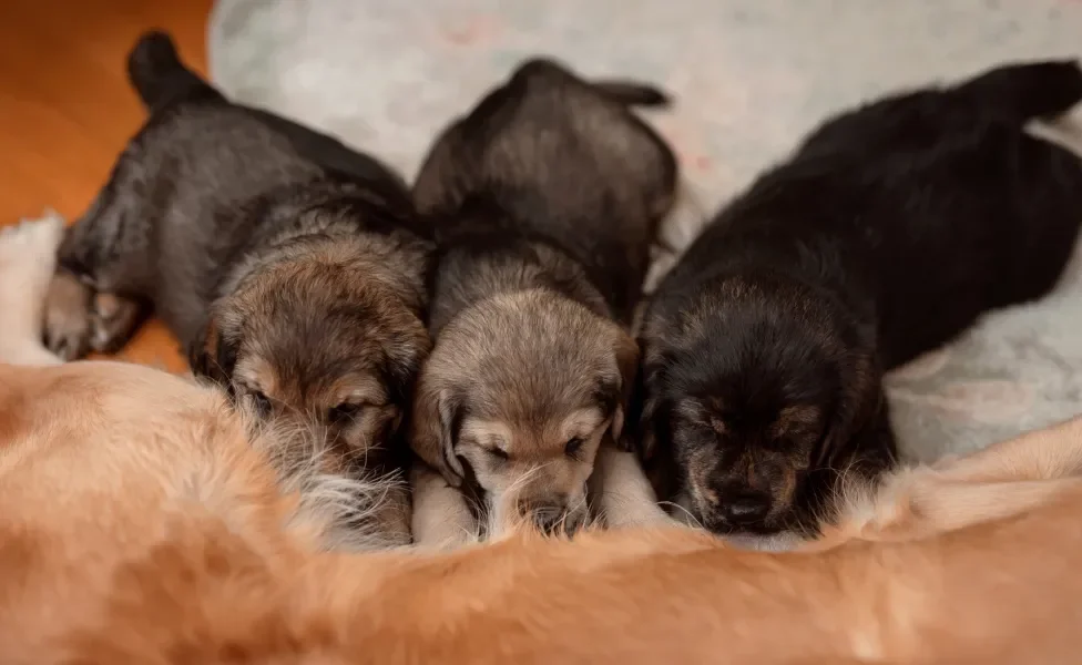 Cães filhotes mamando nas tetas de sua mãe