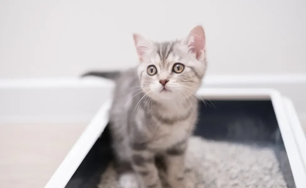 desobstrução urinária em gatos: gato na caixinha de areia