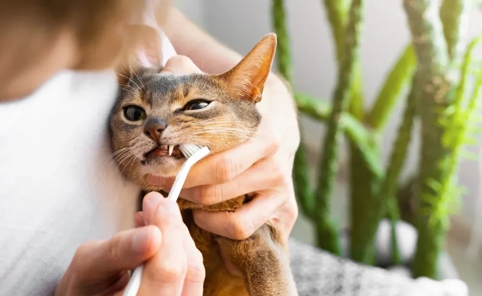 Tutor escovando os dentes de gato no colo