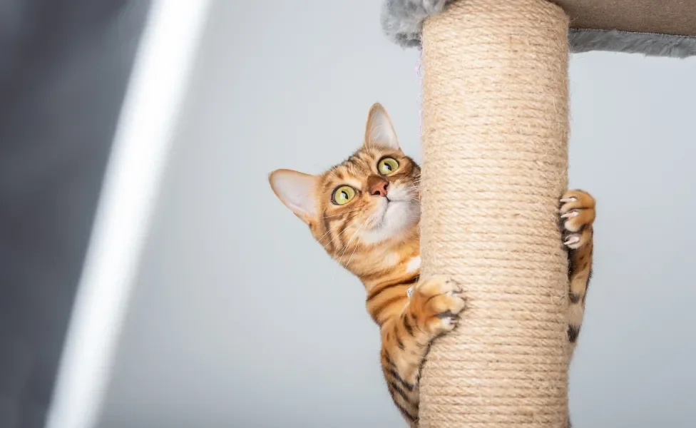 Gato laranja em pé e agarrado em arranhador