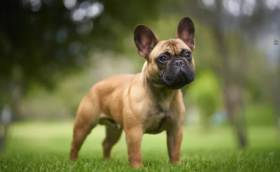 bulldog francês em pé no gramado