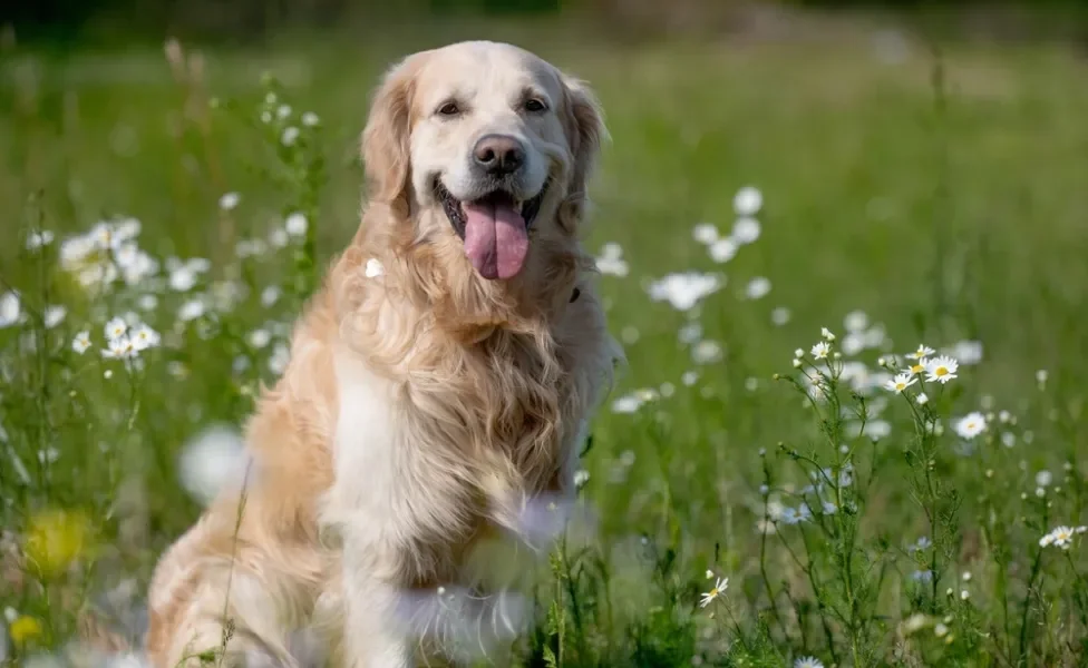 golden retriever sentado na grama