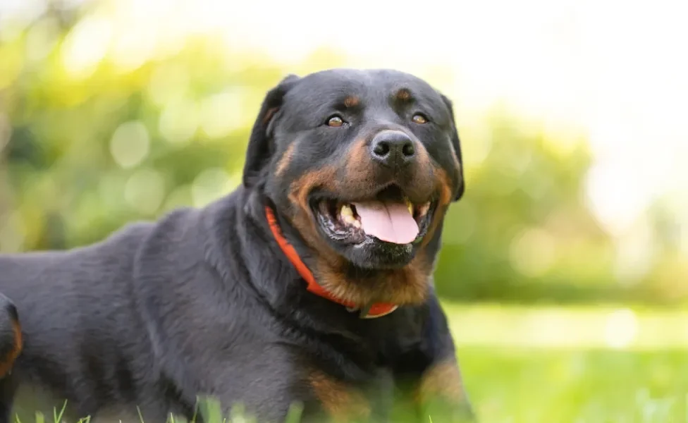 rottweiler deitado no gramado