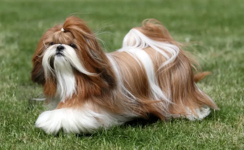 cachorro shih tzu andando no gramado