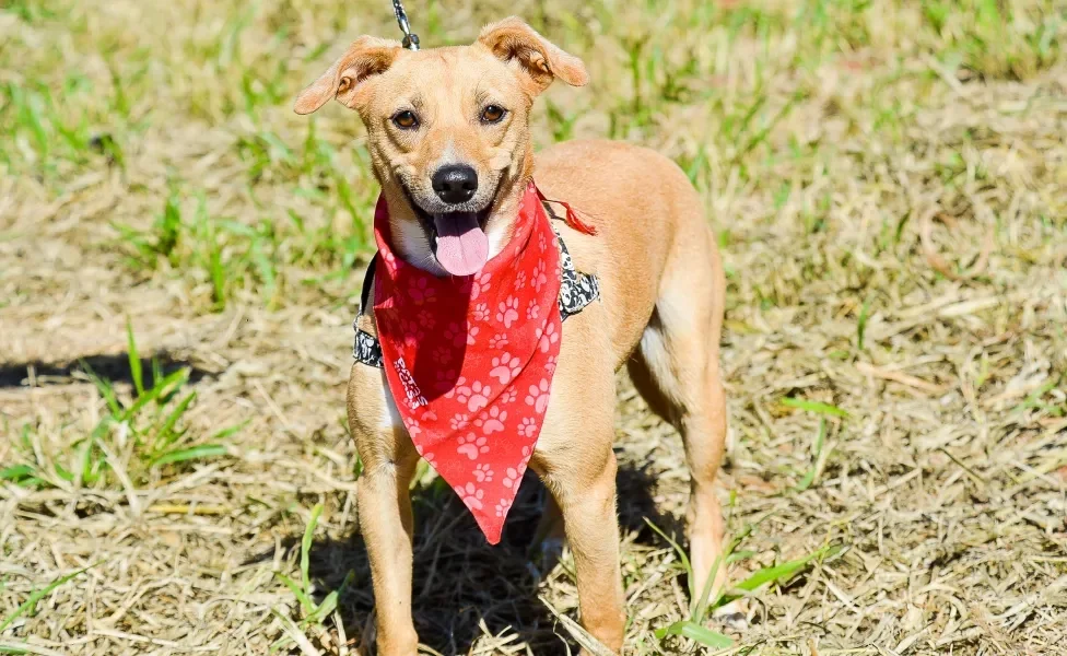 cachorro vira-lata caramelo com bandana vermelha