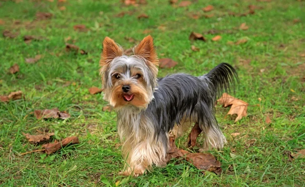 yorkshire terrier andando na grama