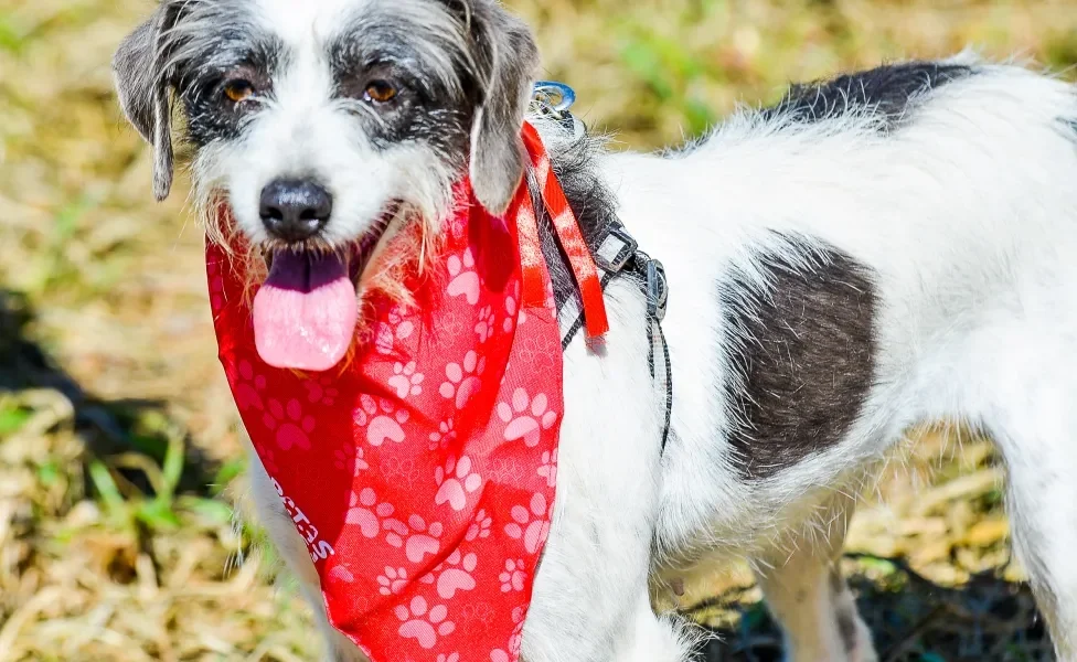 cachorro vira-lata branco e preto com bandana vermelha