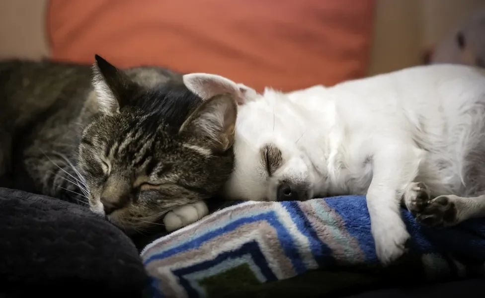 cachorro e gato dormindo juntos