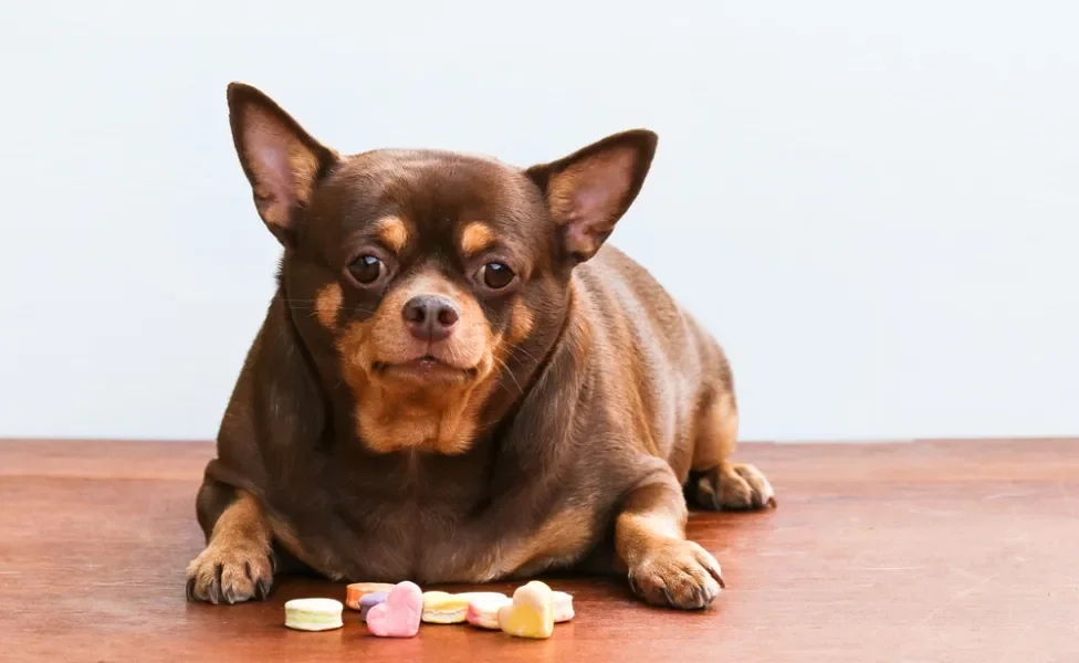 diabetes em cachorro: cão obeso sentado na frente de doces