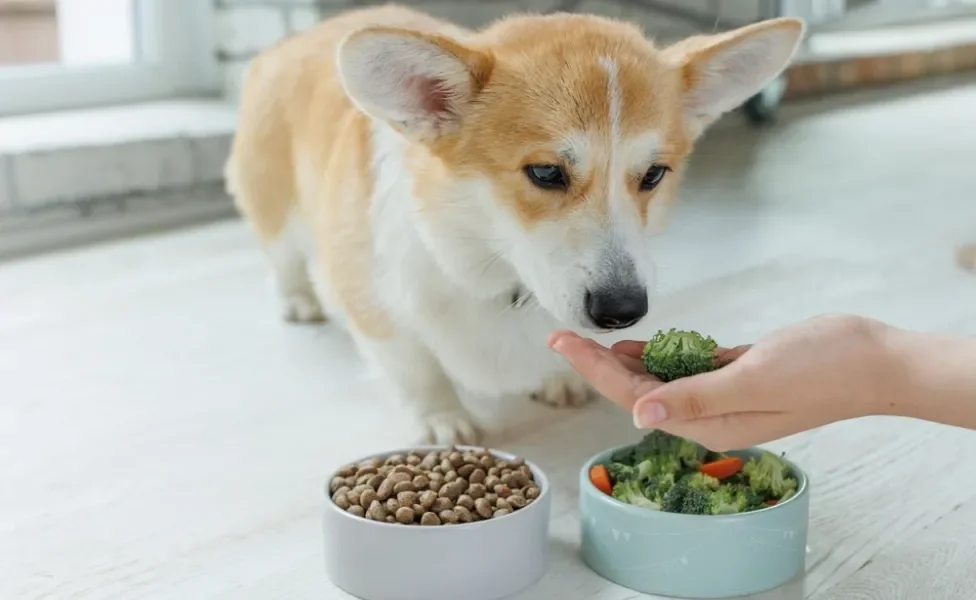 cachorro com pote de ração e pote com brócolis 