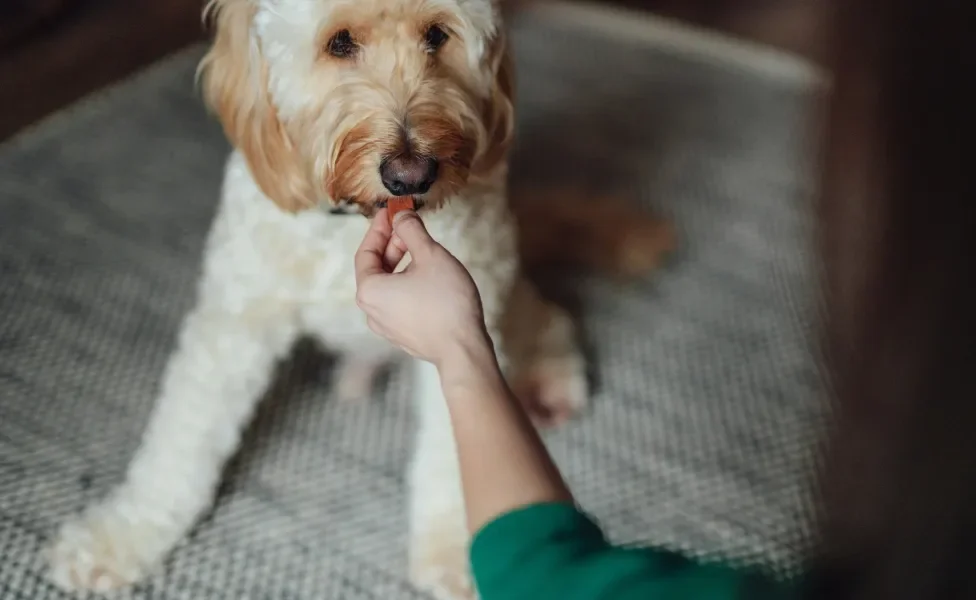 Cão tomando remédio na mão de tutora