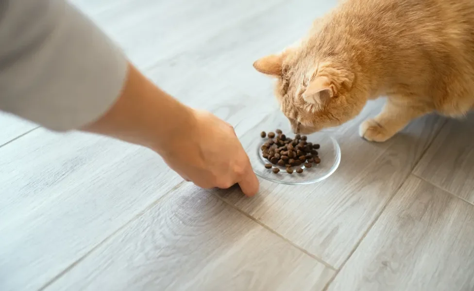 tutor dando ração para gato