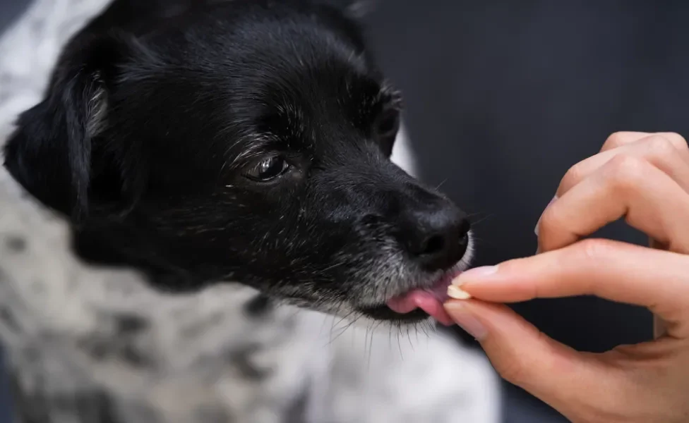 mão oferecendo comprimido dipirona para cachorro preto