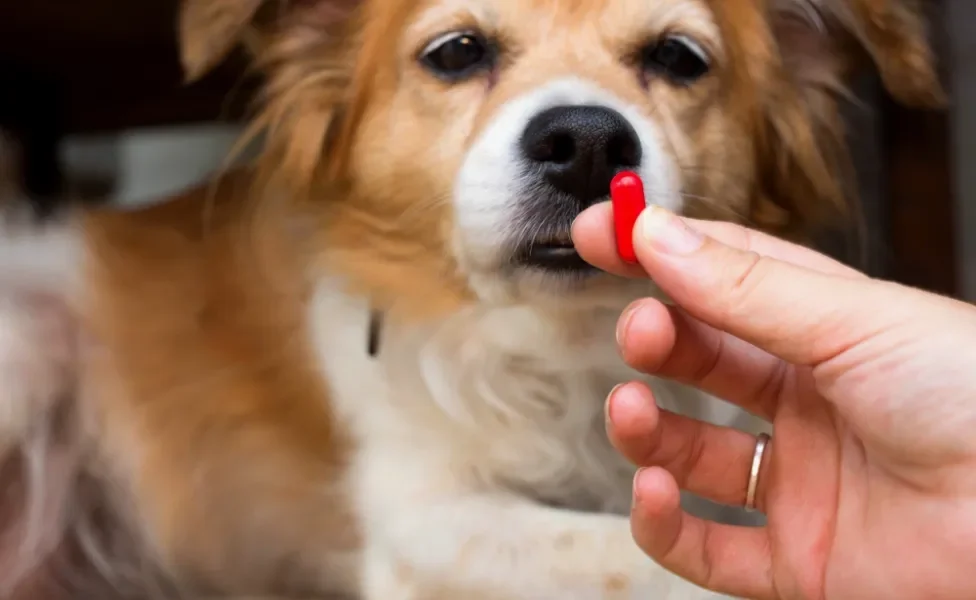 cão tomando remédio para dirofilariose canina