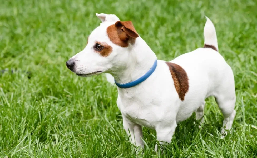 dirofilariose canina: cachorro usando coleira antiparasitária