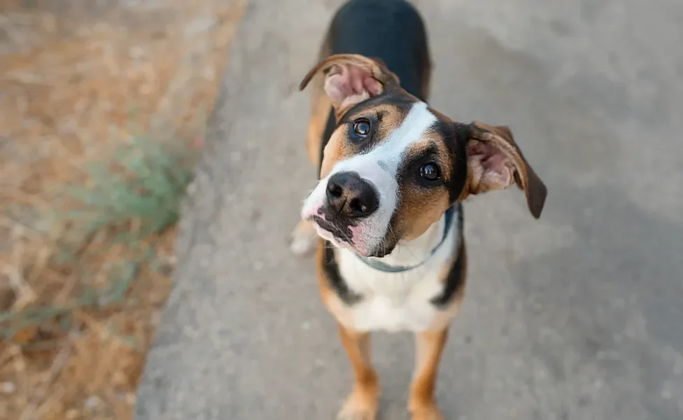 disfunção cognitiva em cães: cachorro confusa com cabeça inclinada