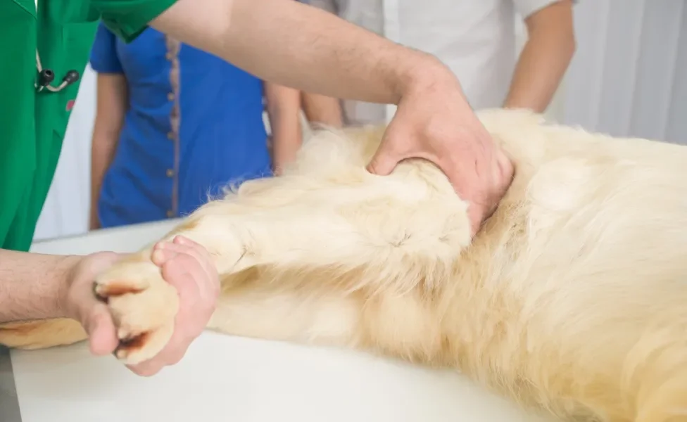 Veterinário examinando para traseira de cachorro grande, peludo e amarelo