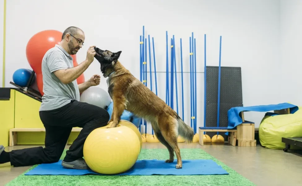 Cachorro fazendo sessão de fisioterapia com humano