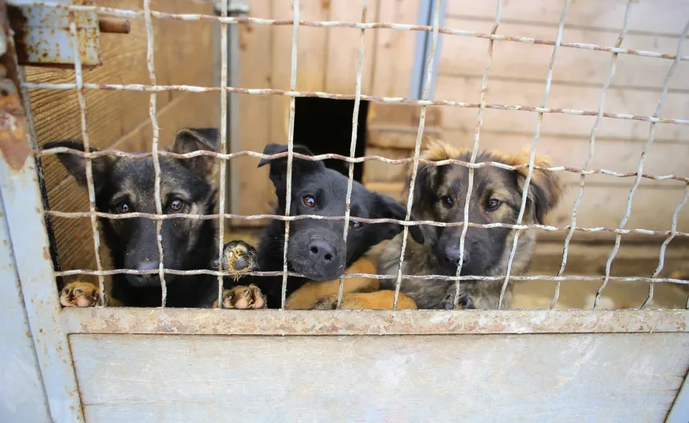 cachorros dentro de canil