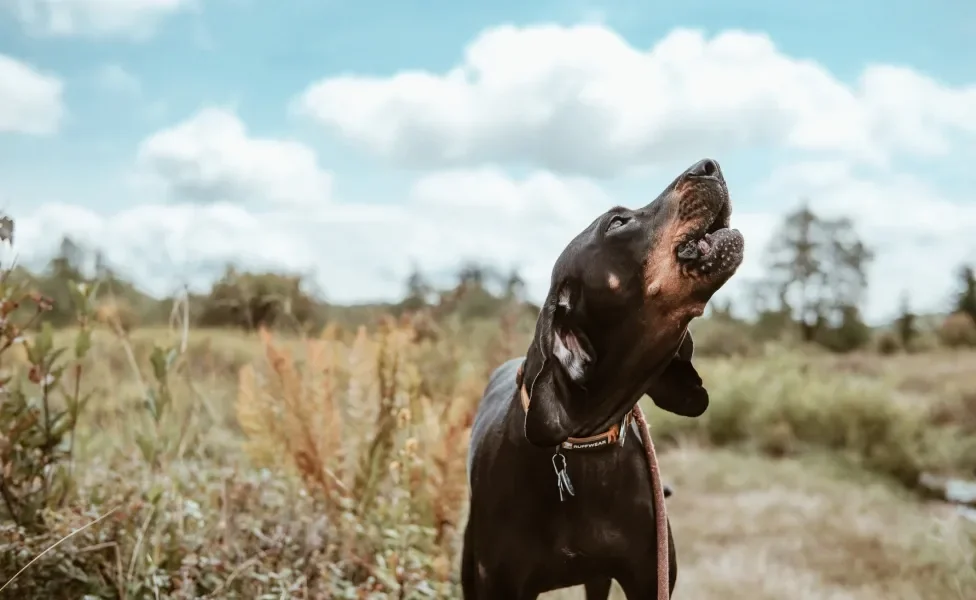 Doberman latindo ao ar livre