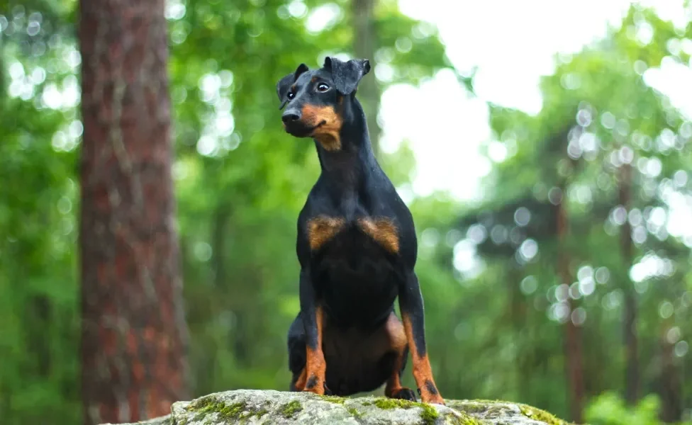 Doberman sentado ao ar livre