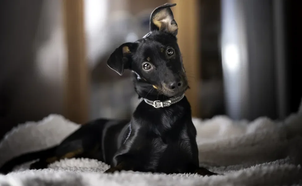 Doberman deitado na cama