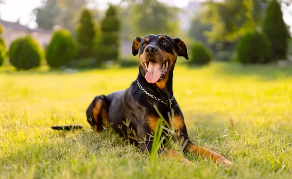 Doberman deitado ao ar livre