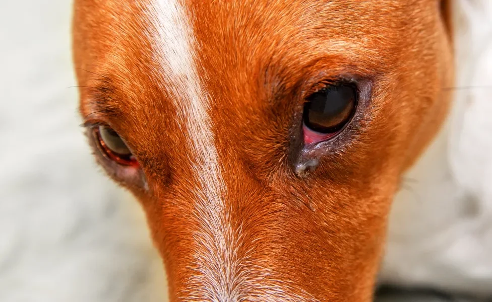 olhos vermelhos e remelentos de cachorro