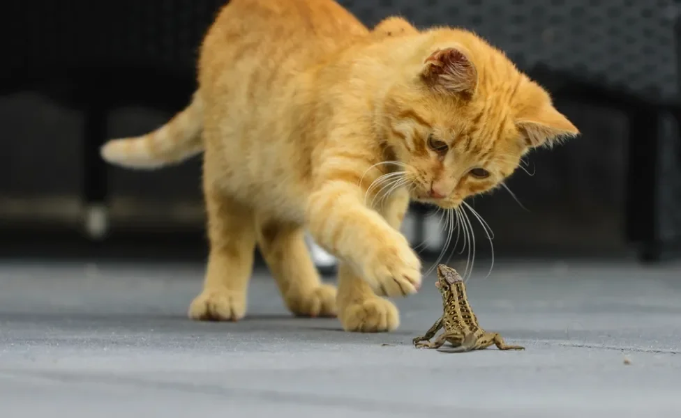 gato com a pata em direção a lagartixa