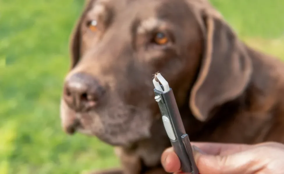 pinça segurando carrapato com cachorro de fundo