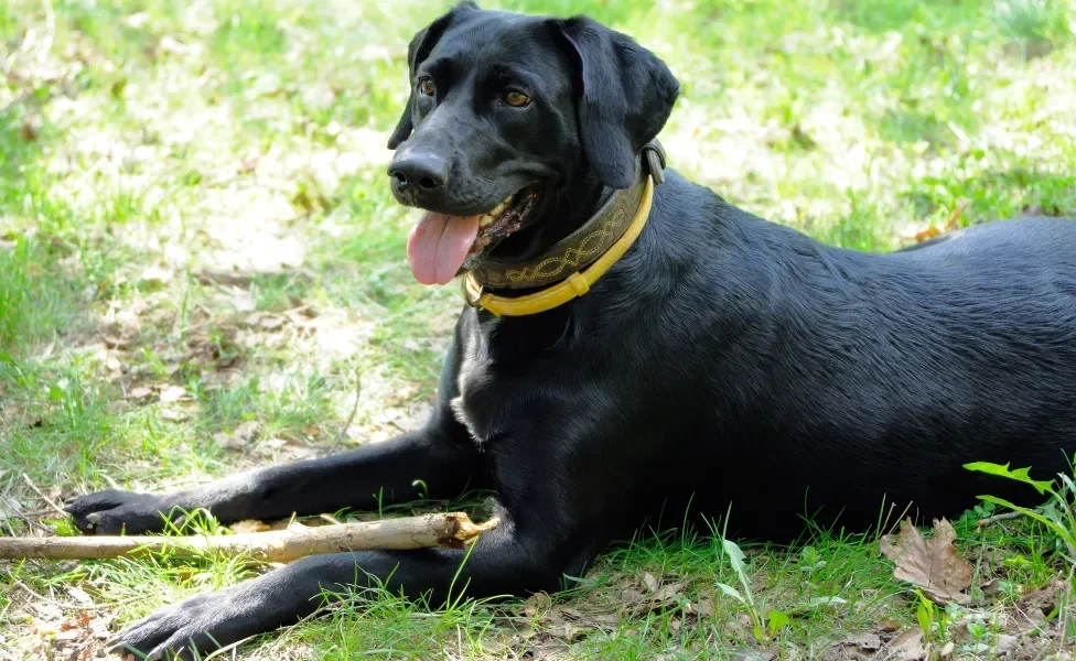 cachorro com coleira antipulgas e carrapatos