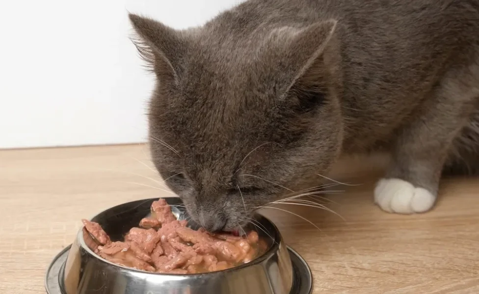 gato cinza comendo pote de sachê