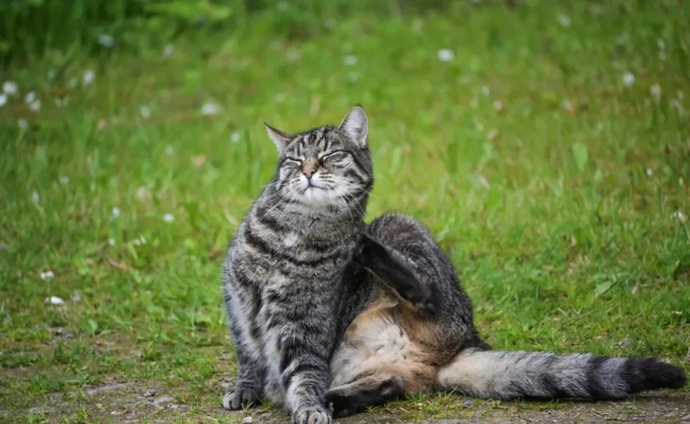 gato se coçando