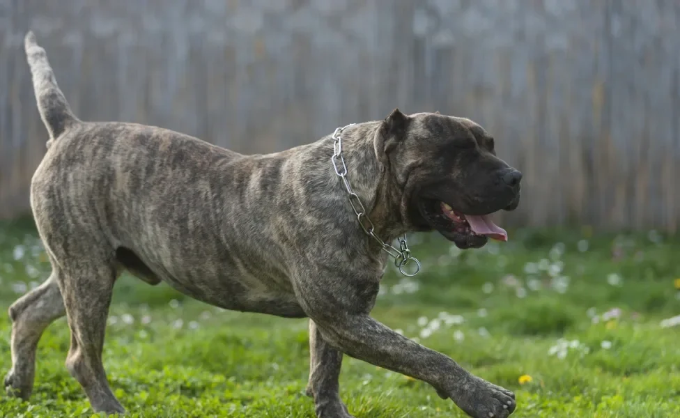 Dogo Canário correndo ao ar livre