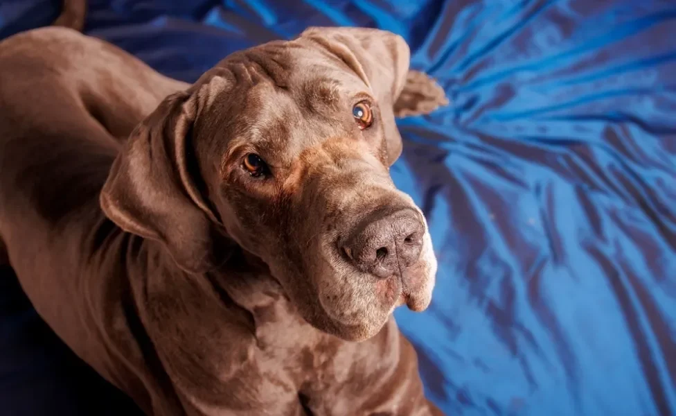 rosto de Dogue Alemão