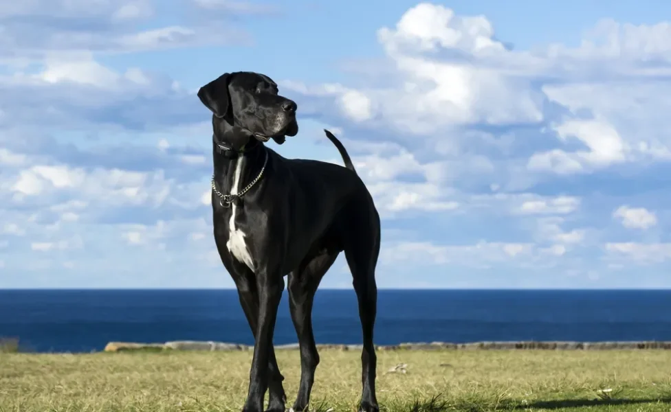 dogue alemão na grama