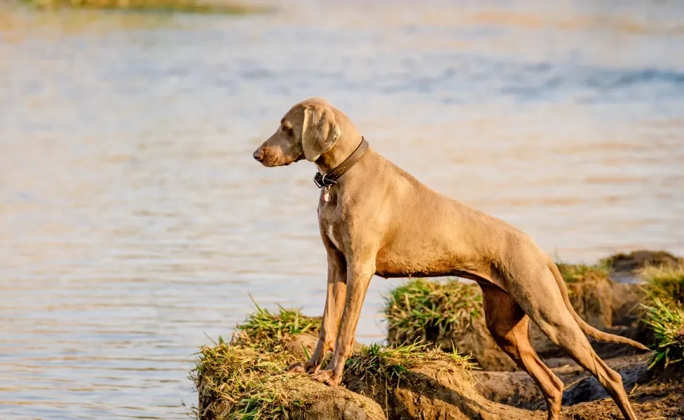 Cachorro em cima de pedras, perto da água e da natureza