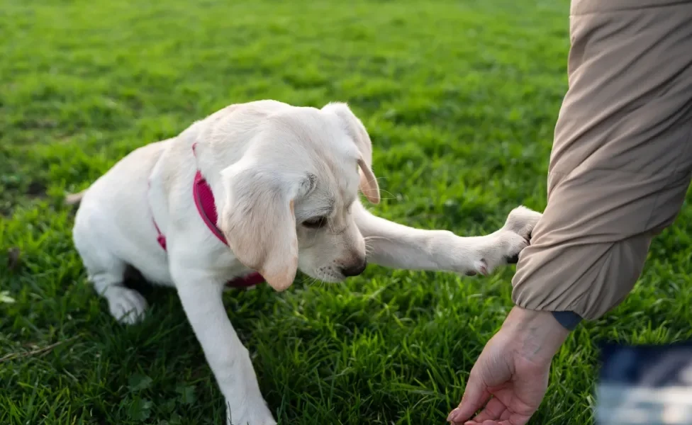 Cachorro filhote branco sentado na grama chamando tutor com a pata