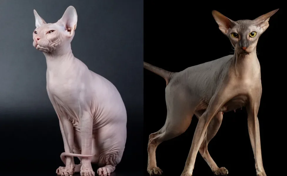 Don Sphynx a esquerda e Peterbald na direita