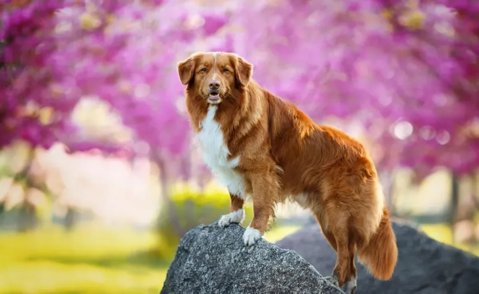 cachorro duck tolling retriever em cima de pedra