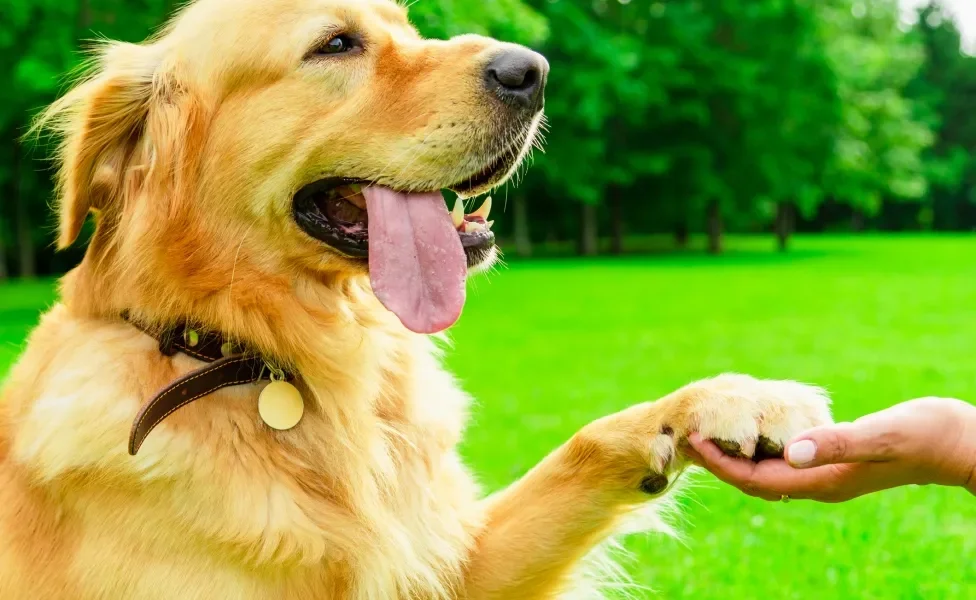 Cão Golden Retriever com a língua para fora dando a patinha para tutora em campo aberto