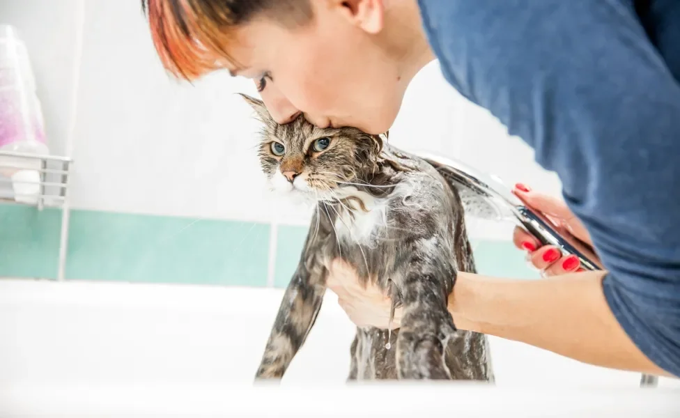 Tutora beijando gato enquanto dá banho nele