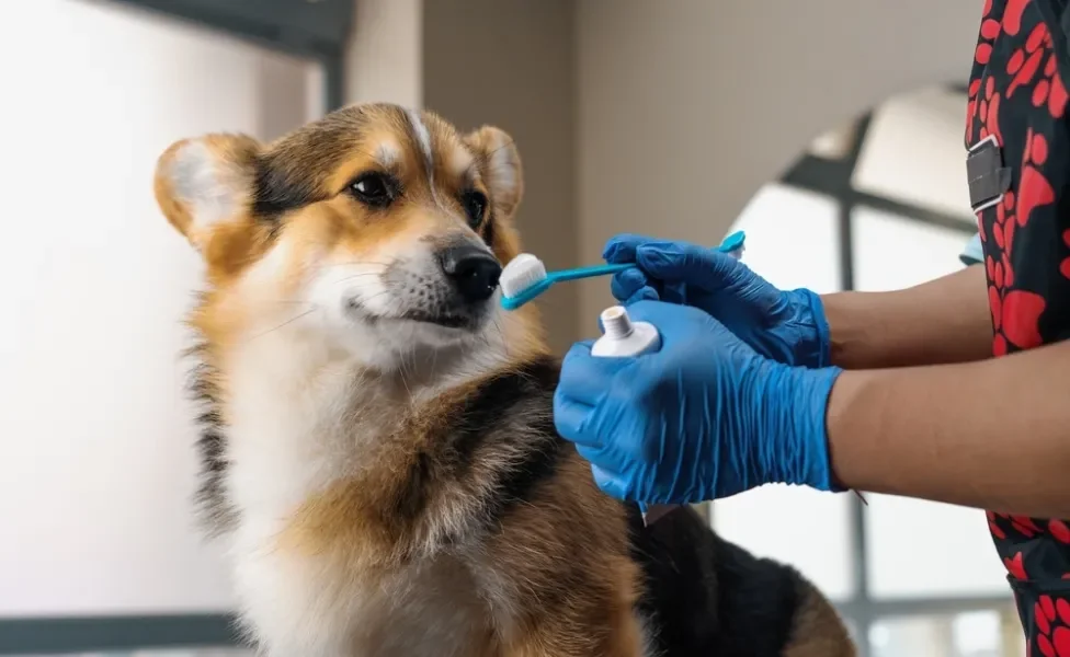 homem segurando escova de dente para cachorro