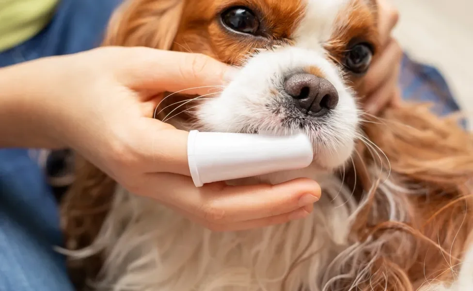 Cão escovando os dentes com uso de dedeira