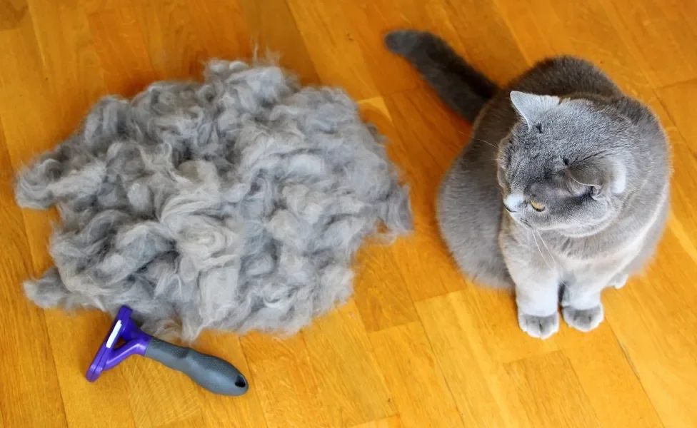 Gato cinza ao lado de bolo de pelo e de escova aparadora