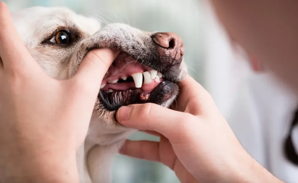 escovar dentes de cachorro: pessoa massageando gengiva de cão