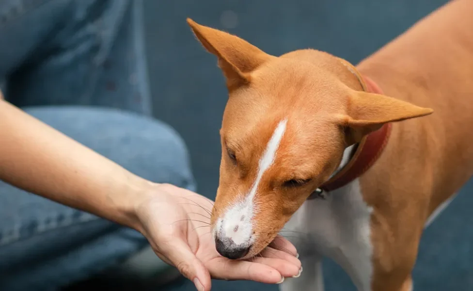 escovar dente de cachorro: cão comendo petisco de cachorro